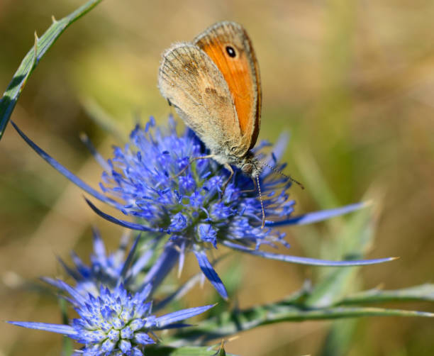 istock Colorful butterfly and flower macro closeup 1486270982
