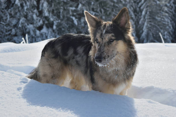 istock Dog in the snow close up 1486270995