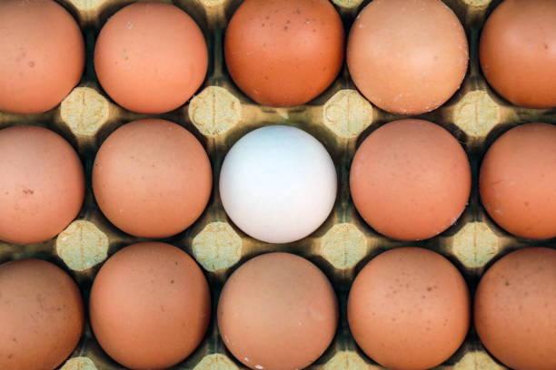 Chicken Egg, Raising Awareness, No Racism, Skin Color Difference, Equality