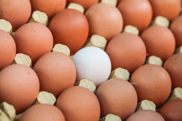 istock Chicken Egg, Raising Awareness, No Racism, Skin Color Difference, Equality 1486272511