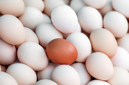 Chicken Egg, Raising Awareness, No Racism, Skin Color Difference, Equality