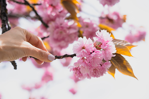 Kanzan cherry blossoms close up.