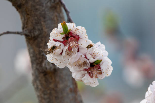 (Selective focus) Close-up view of of a bee collecting nectar from some pistils of cherry blossoms during the flowering season. Natural background with copy space, Kyoto, Japan