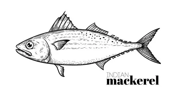 Vector illustration of Hand drawn sketch style Indian Mackerel. Fish restaurant menu element. Best for seafood market designs. Vector illustration.