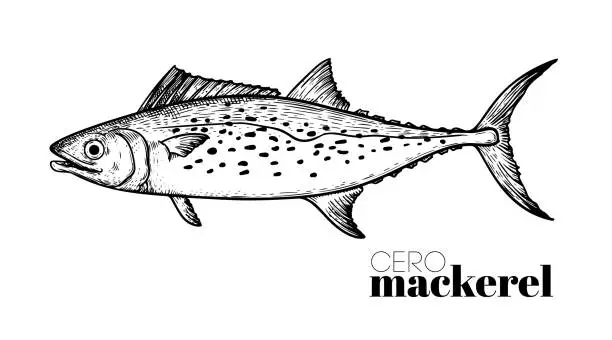 Vector illustration of Hand drawn sketch style Cero Mackerel. Fish restaurant menu element. Best for seafood market designs. Vector illustration.