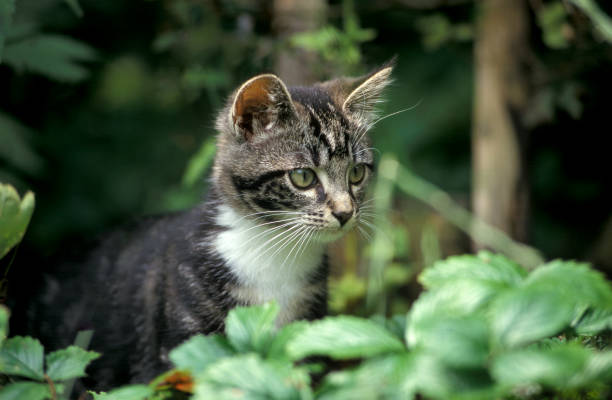 istock Domestic tabby kitten in the garden 1486273689