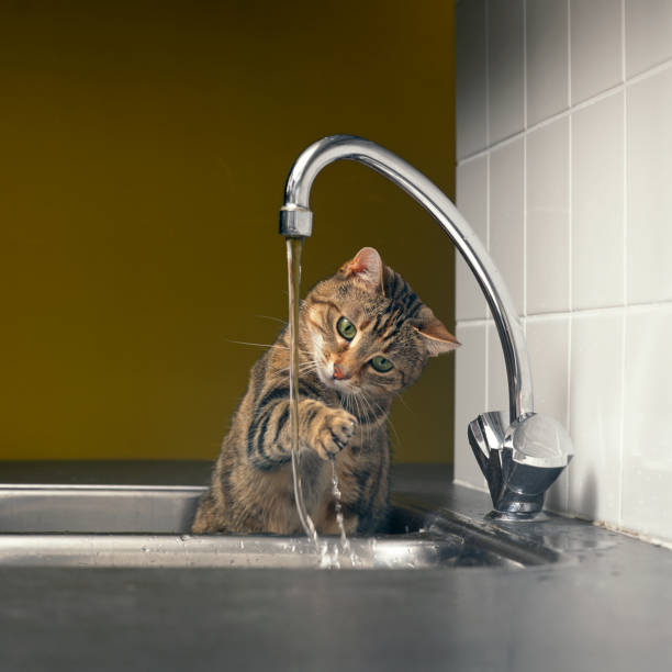 istock Tabby cat playing with the water from the tap 1486275294