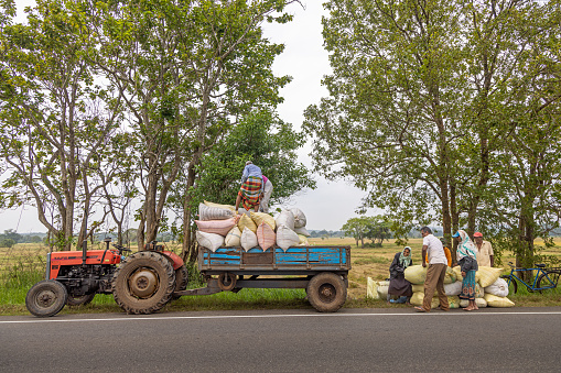 Hamillewa, North Western Province, Sri Lanka - March 4th 2023: Group of people loading heavy bags with rice on a tractor trailer at the roadside
