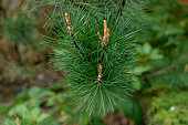 Pine branch with young shoots.