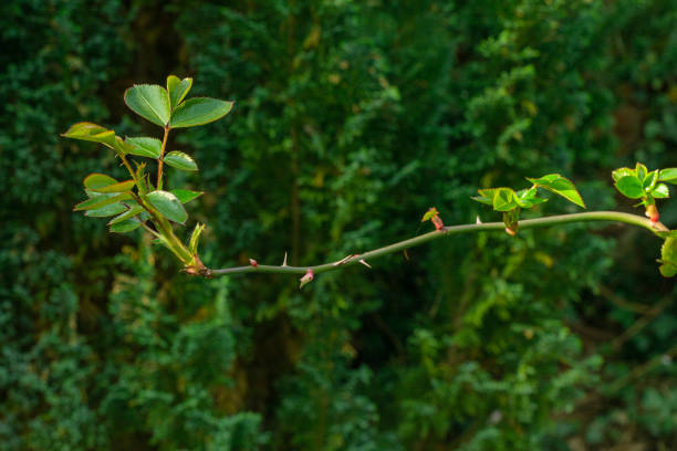 istock Young leaves on a wild rose branch. 1486275590