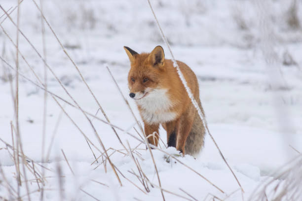 istock A Red fox roaming in Finland 1486275956