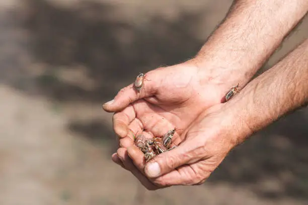 close-up of a gardener holding a lot of cockchafers in his palms.