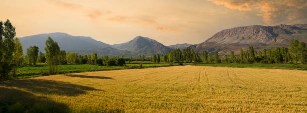 istock View of wheat field 1486277357