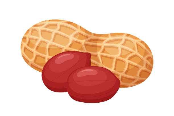 Groundnut Shell Vector Image Peanut Shell Clipart Outline Drawing Shell Hi Res Stock Photography