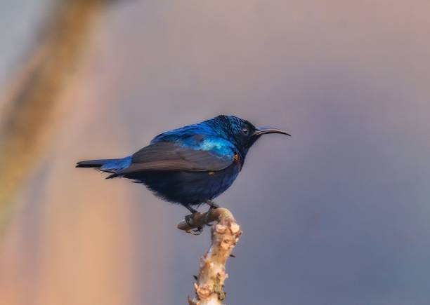 istock Purple sunbird perched on the end of a branch 1486280222