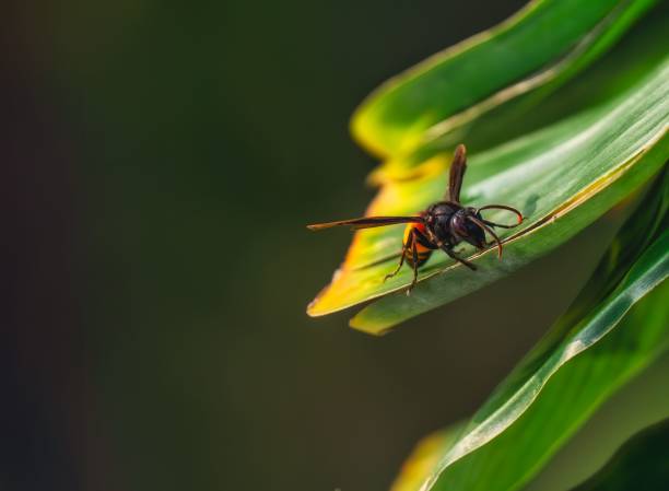 vespa affinis thront auf einem hellgrünen blatt. - insectoid stock-fotos und bilder