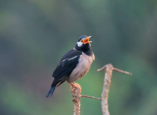 istock Indian pied myna perched atop a leafy tree branch. 1486280231