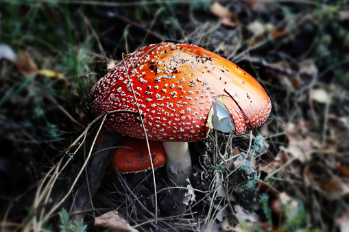 Amanita muscaria, commonly known as fly amanita, a poisonous mushroom, photographed in a pine forest in Sicily