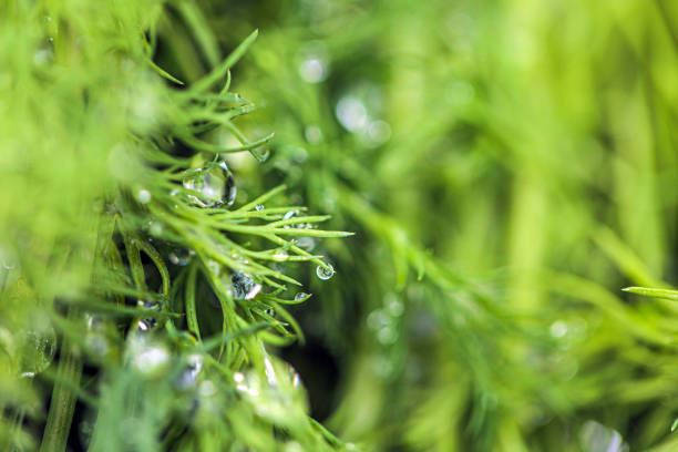 istock Fresh Dill Leaves And Raindrops, Seasonal Transitions 1486280340
