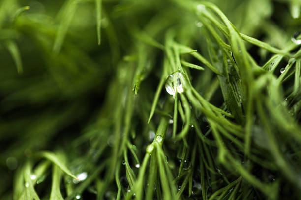 Fresh Dill Leaves And Raindrops, Seasonal Transitions