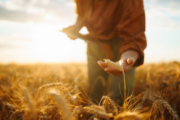 istock Farm owner with tablet in her hands in wheat field 1486280920