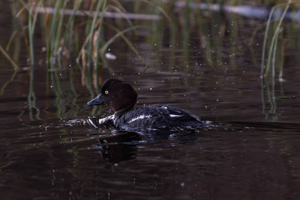 The Common Goldeneye A female common goldeneye in a lake in Finland. female goldeneye duck bucephala clangula swimming stock pictures, royalty-free photos & images