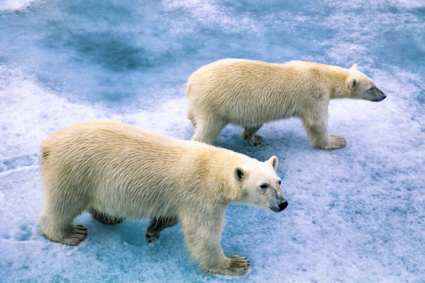 istock Polar bear with a cub walking on the ice 1486281353