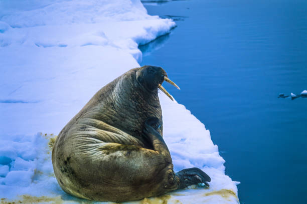 istock Walrus lying on a ice floe in arctic 1486281571