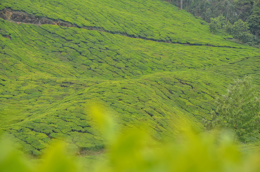 Tea Gardens at Munnar, Kerala, India