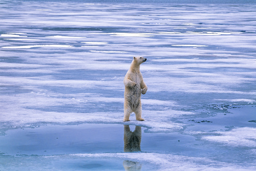 Polar bear standing on its hind legs and looking