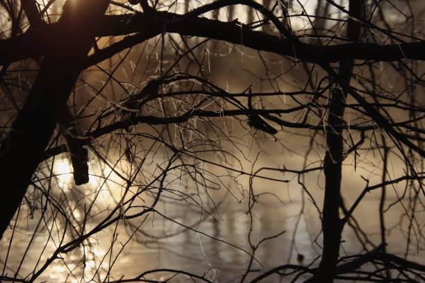 Banyan trees and lake surface under sunset