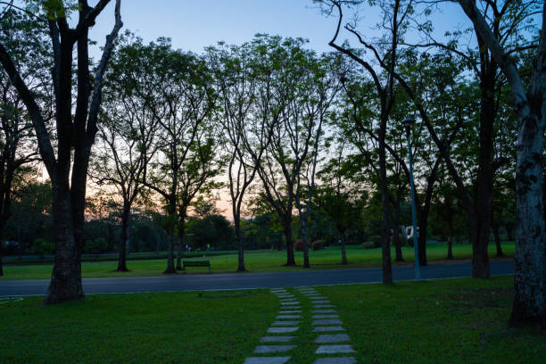 Silhouette sunset light city park with tree colorful sky nature landscape