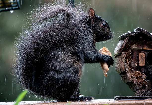 istock A Black Squirrel AUGHT in the rain 1486283911
