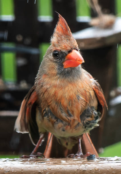 istock A wet Northern Cardinal with a peanut 1486283941