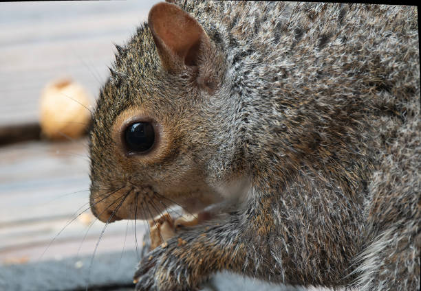istock A gray Squirrel caught in the rain 1486283948