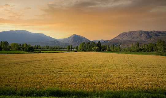 Wheat field at sunset time. Evening view of agricultural fields.