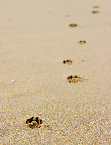 Dog paw prints on the beach