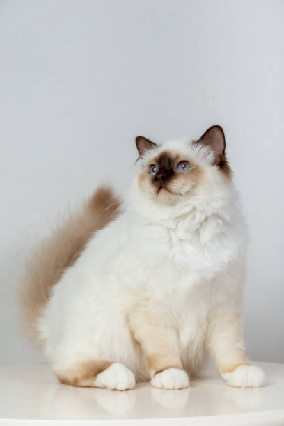 istock Sacred Birman Cat, birma on a light background 1486286845