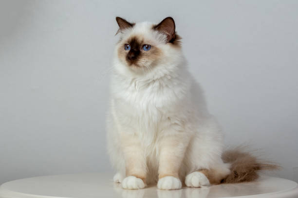 istock Sacred Birman Cat, birma on a light background 1486286935