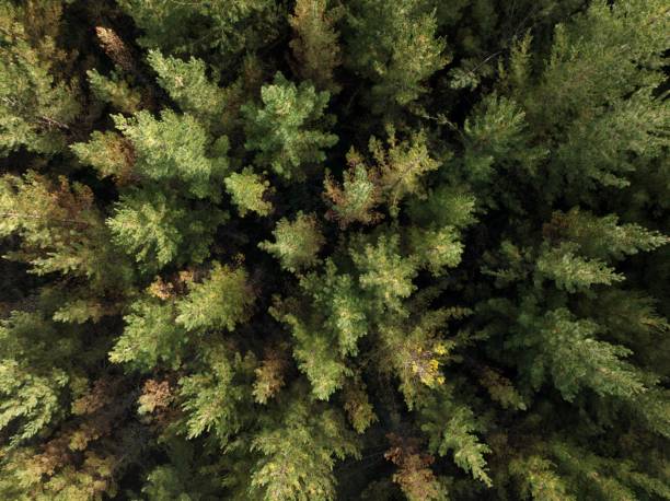 istock Aerial view of a forest with lush evergreen trees. 1486287882