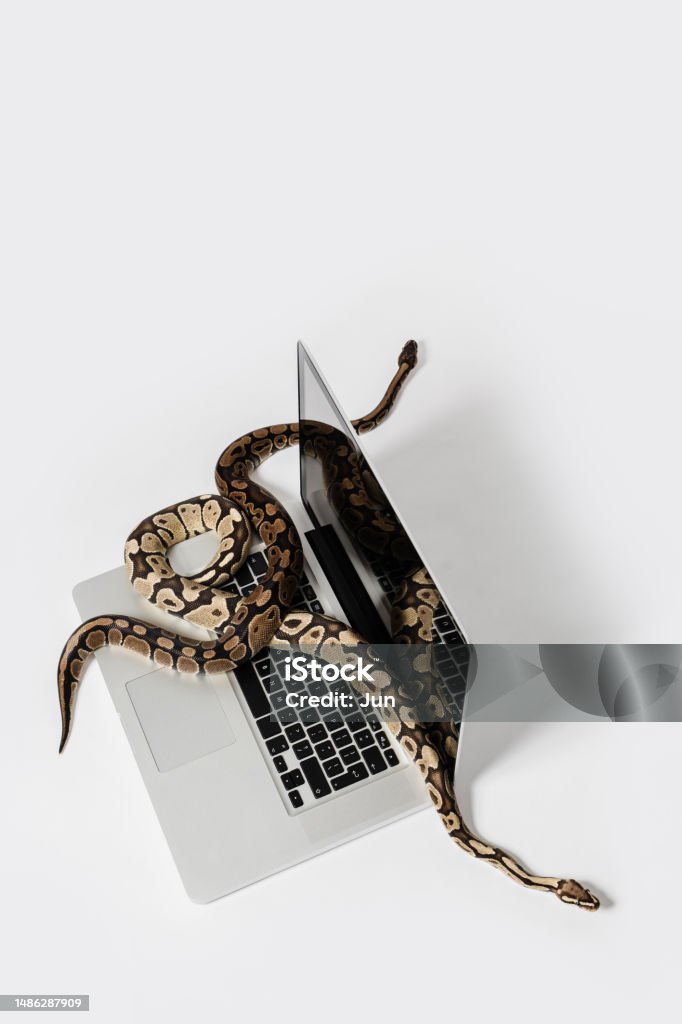 Python Snakes And Laptop Computer Concept Of Using Highlevel ...