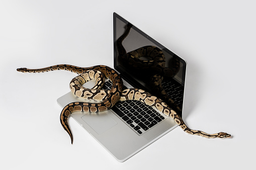 Cobra Python Programacao Foto de Cobras Python E Computador Portátil Conceito De Utilização De ...