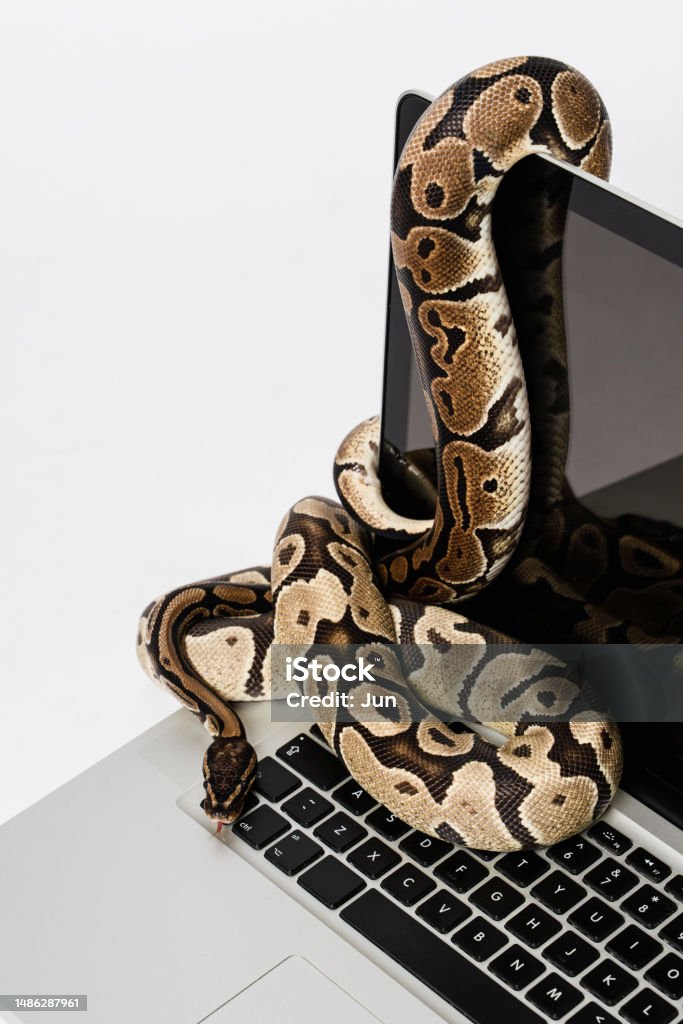 Snake Using A Computer Python Snakes And Laptop Computer Concept Of Using Highlevel ...