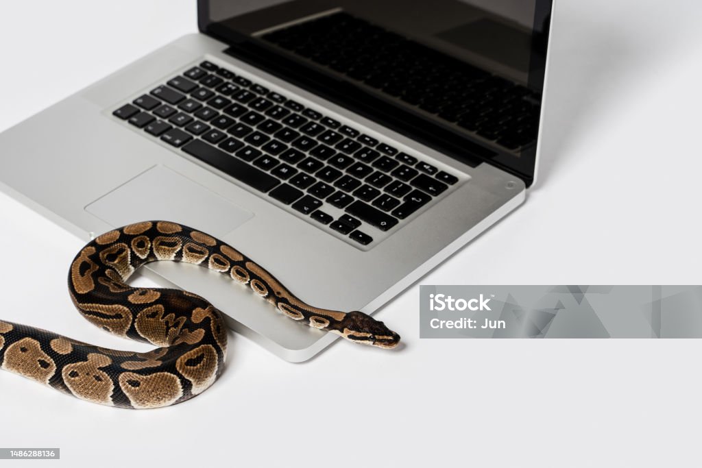 Cobra Python Programacao Foto de Cobra Python E Computador Portátil Conceito De Utilização De ...