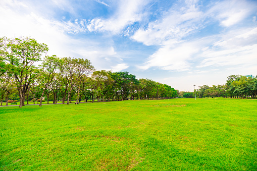Green meadow grass in city public park sky witrh cloud nature landscape