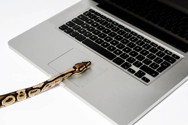 Cobra Python Programacao 270+ Python Linguagem De Programação Fotos fotos de stock, imagens e ...