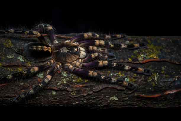 istock Poecilotheria subfusca lowland 1486288761