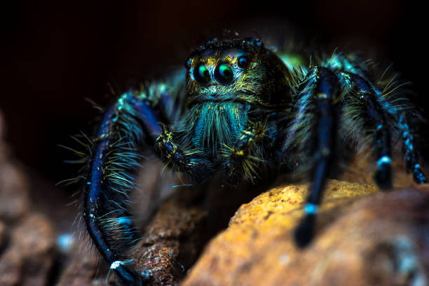 istock Hyllus diardi jumping spider, male 1486288796