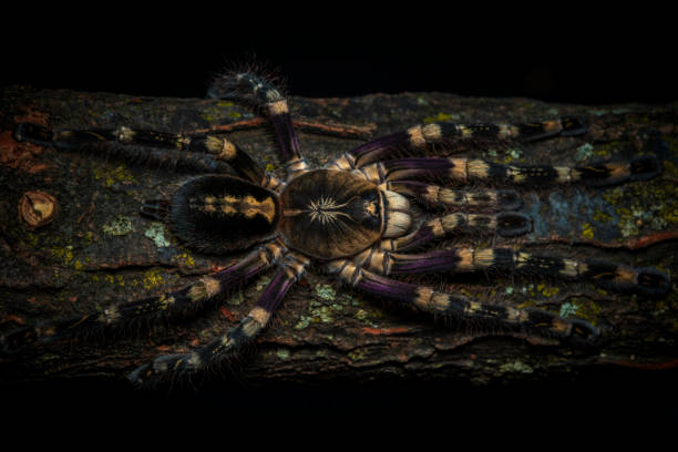 istock Poecilotheria subfusca lowland 1486288882