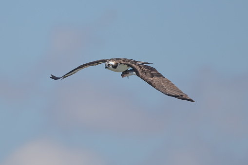 Osprey flying toward camera has caught a fish in a lake in central Colorado, USA, North America